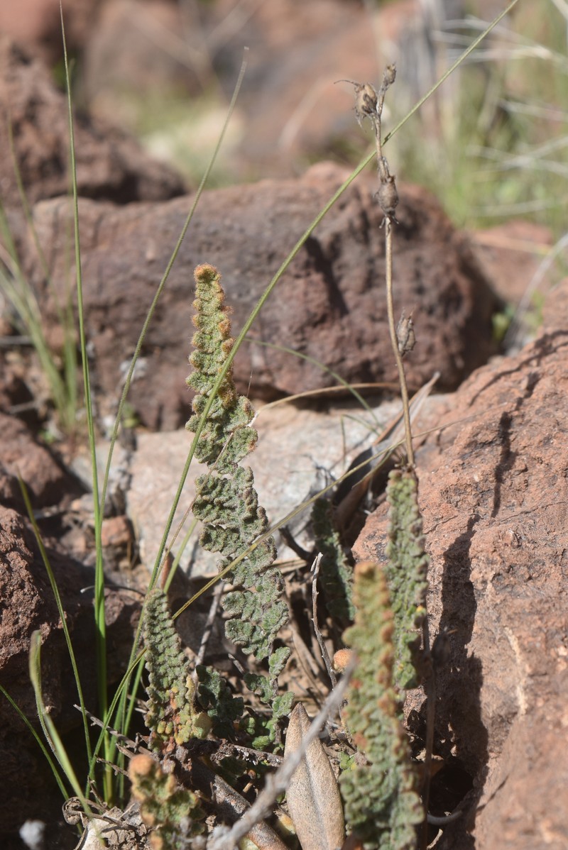 Cosentinia vellea subsp. bivalens