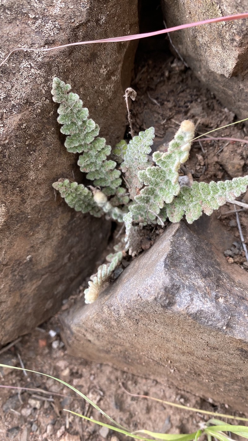 Cosentinia vellea subsp. bivalens photo 2
