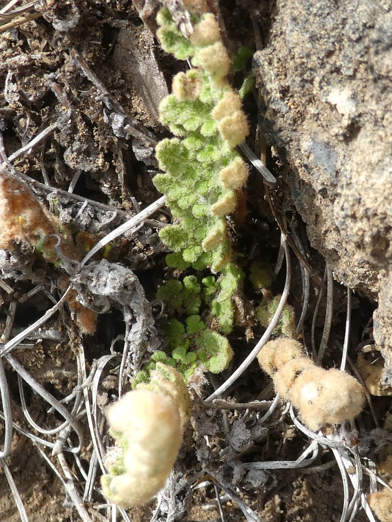 Cosentinia vellea subsp. bivalens photo 3