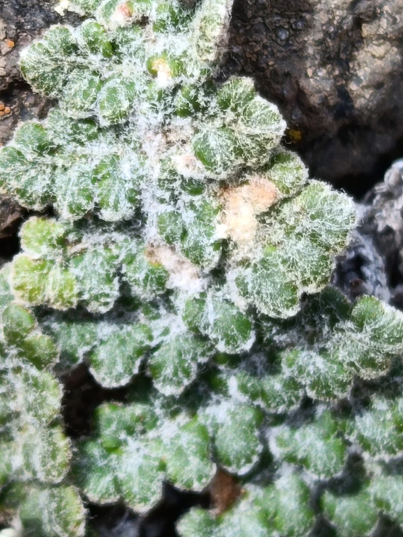 Cosentinia vellea subsp. bivalens photo 4