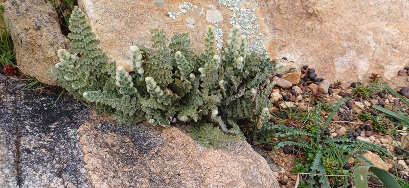 Cosentinia vellea subsp. vellea