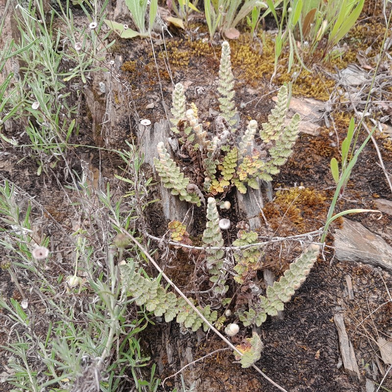 Cosentinia vellea subsp. vellea photo 2