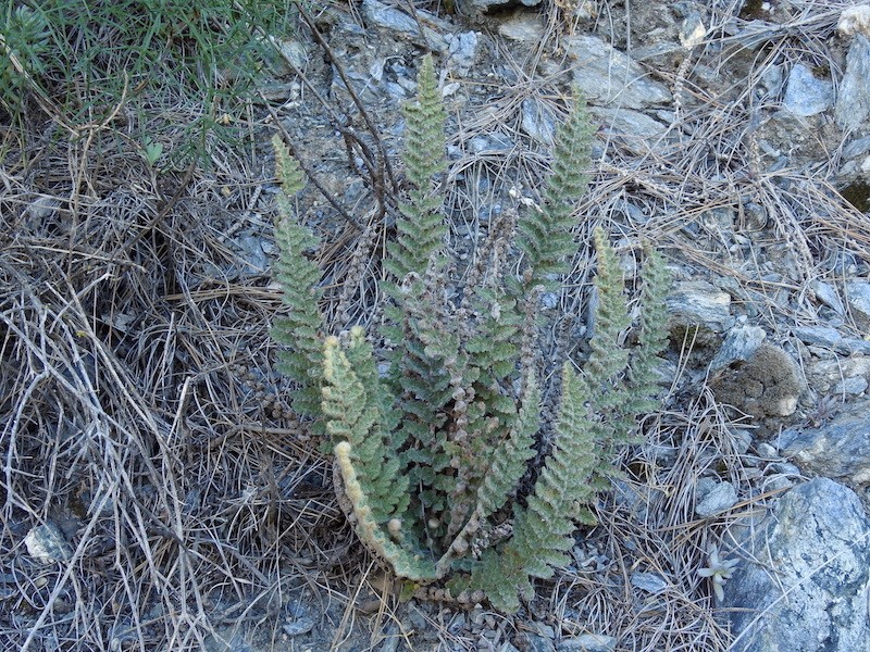 Cosentinia vellea subsp. vellea photo 3