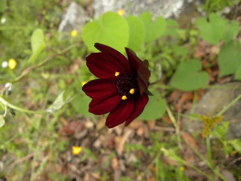 Cosmos atrosanguineus photo 2