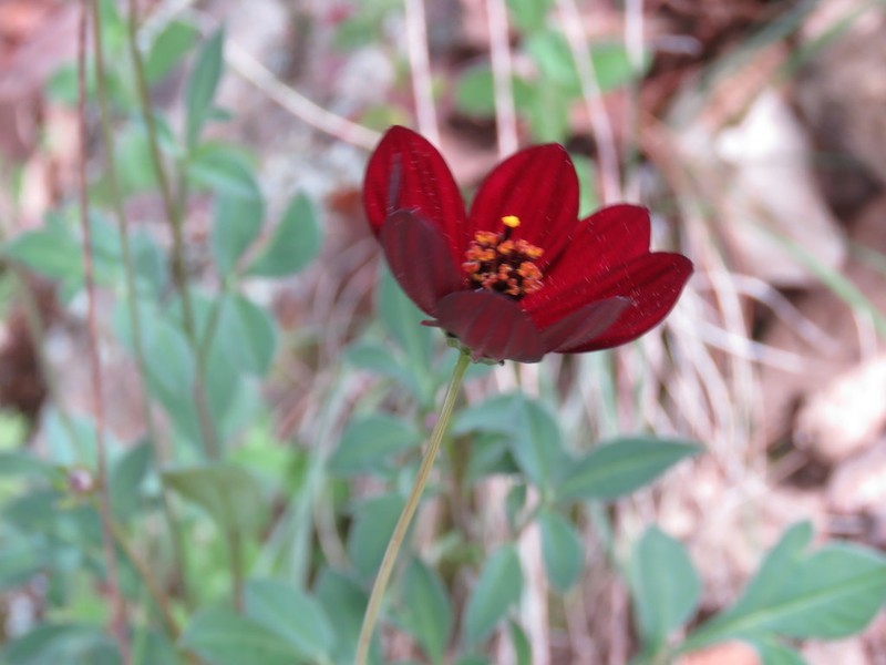 Cosmos atrosanguineus photo 3