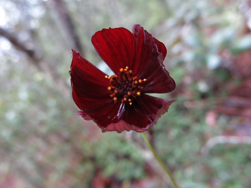 Cosmos atrosanguineus photo 4