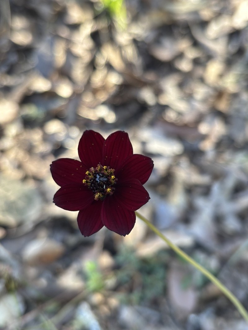 Cosmos atrosanguineus photo 5