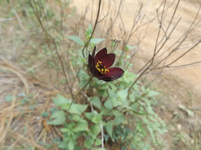 Cosmos atrosanguineus photo 6