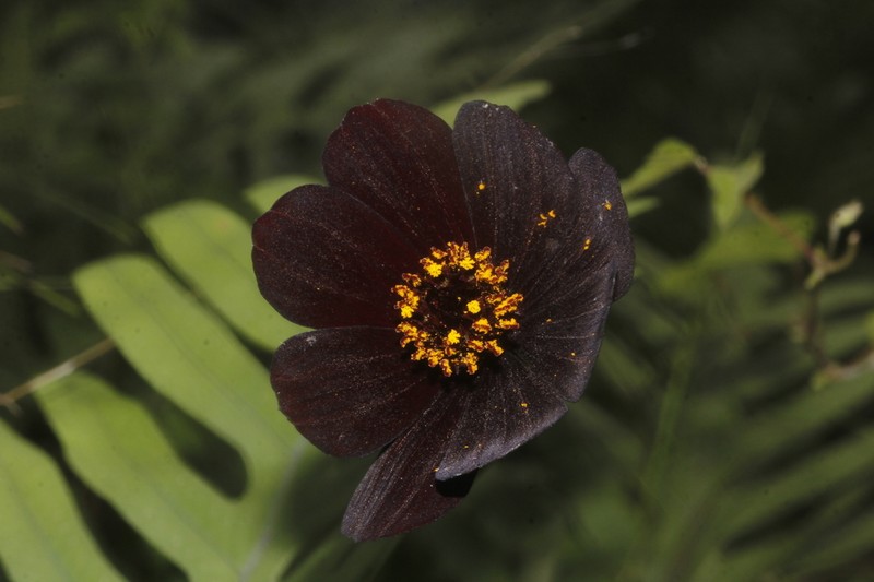 Cosmos atrosanguineus photo 7