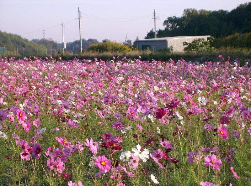 Garden Cosmos photo 2