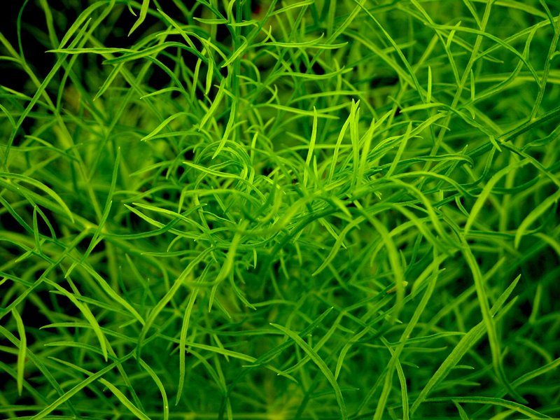 Garden Cosmos photo 3