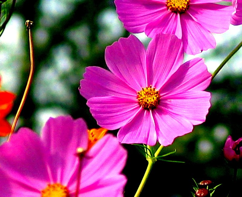 Garden Cosmos photo 4