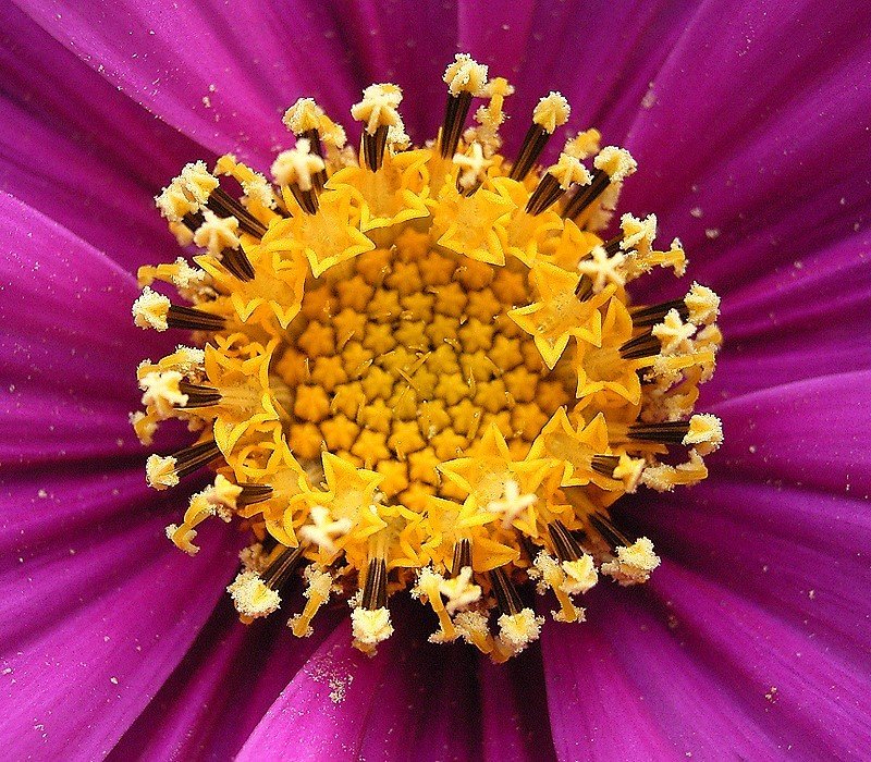 Garden Cosmos photo 5