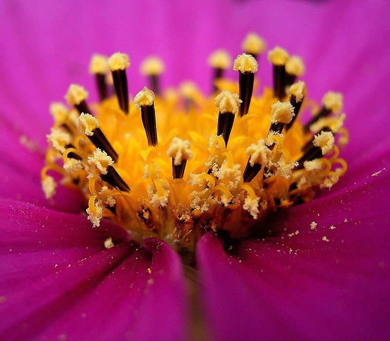 Garden Cosmos photo 6