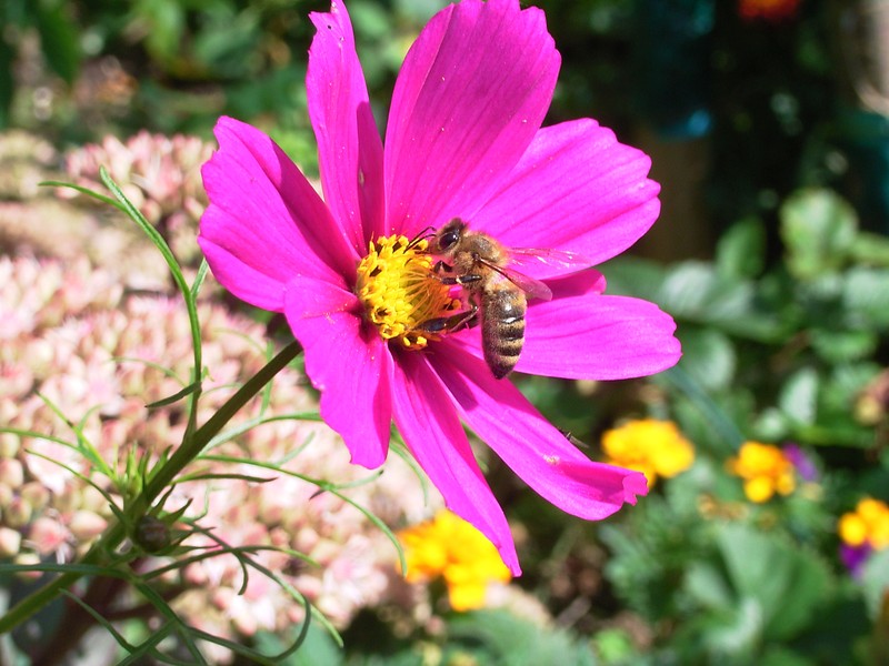 Garden Cosmos photo 8