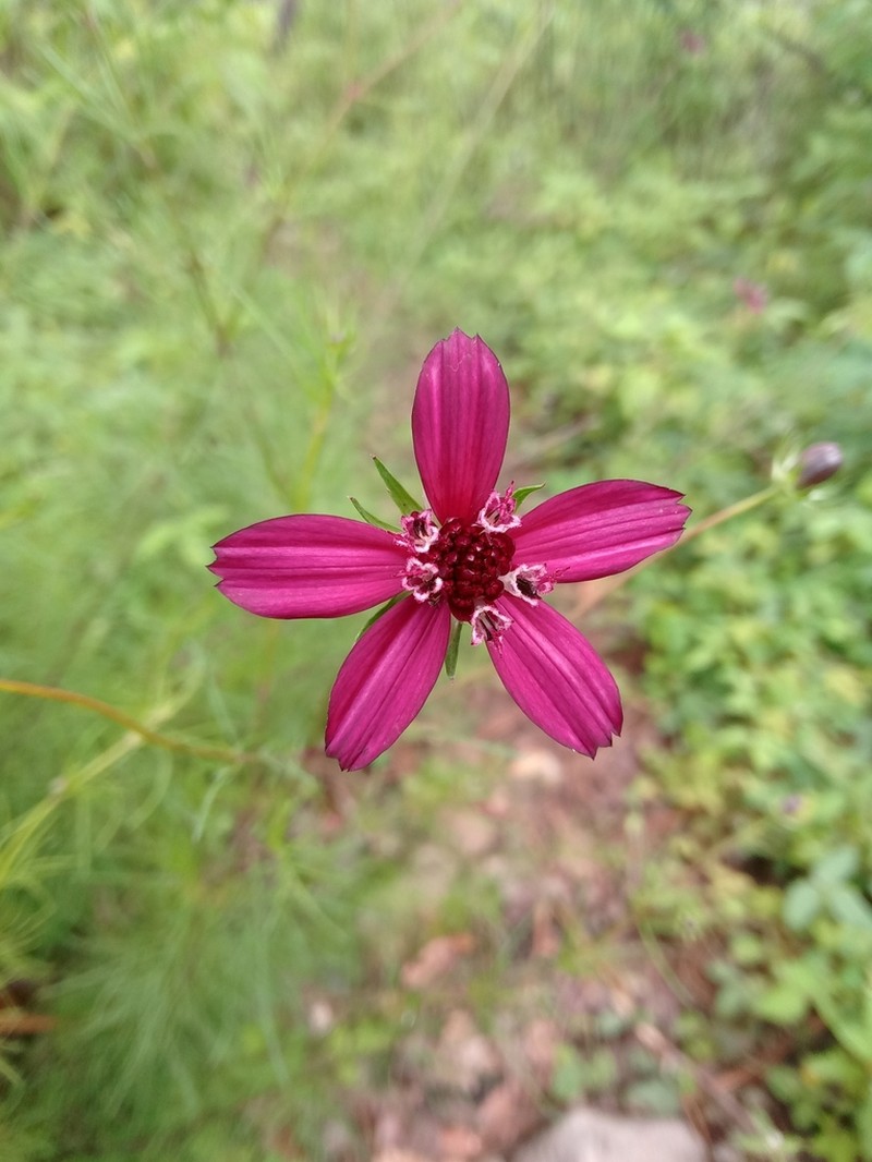 Cosmos carvifolius