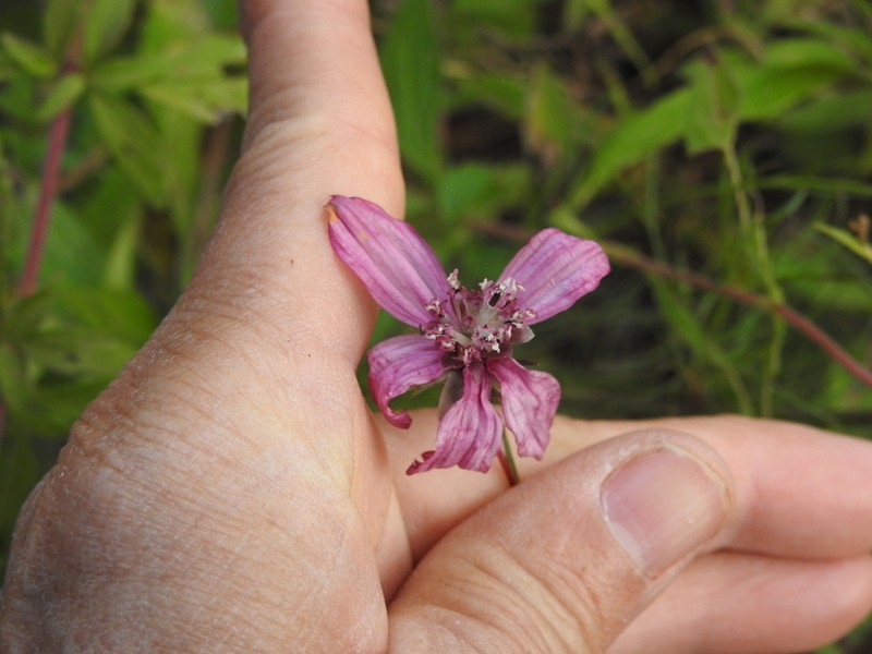Cosmos carvifolius photo 2