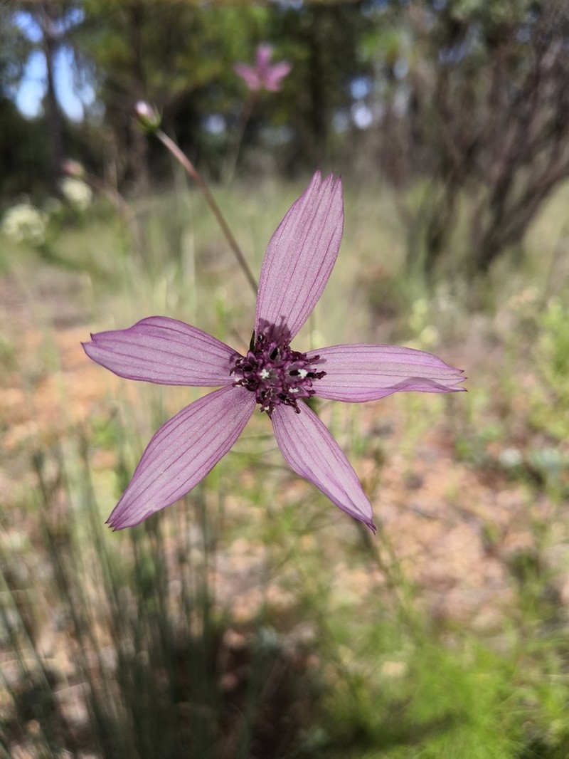 Cosmos carvifolius photo 3