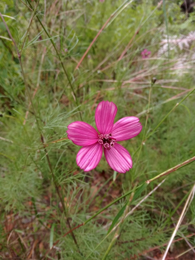 Cosmos carvifolius photo 4