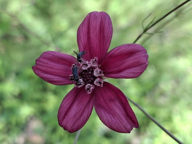 Cosmos carvifolius photo 5