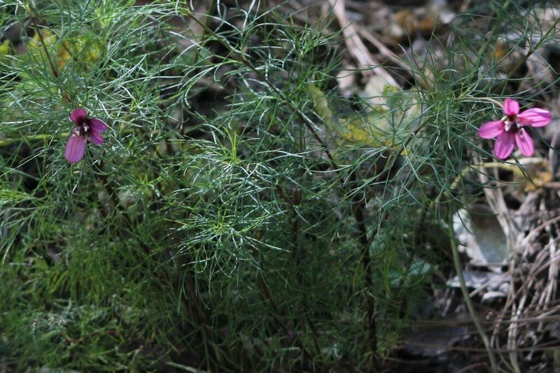 Cosmos carvifolius photo 6