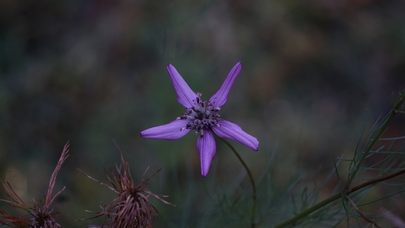Cosmos carvifolius photo 7