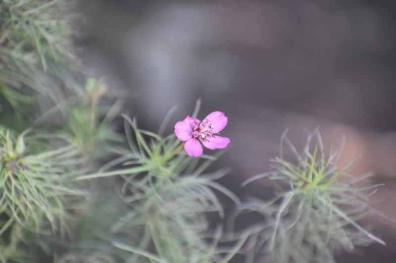 Cosmos carvifolius photo 8