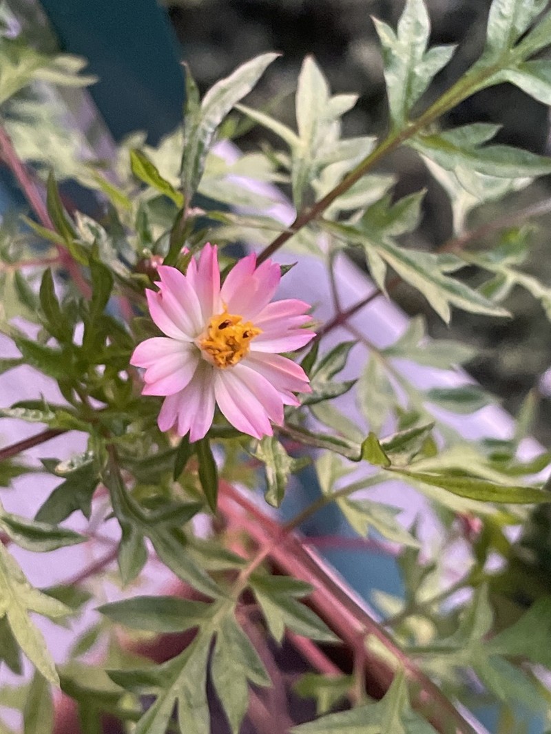 Wild Cosmos