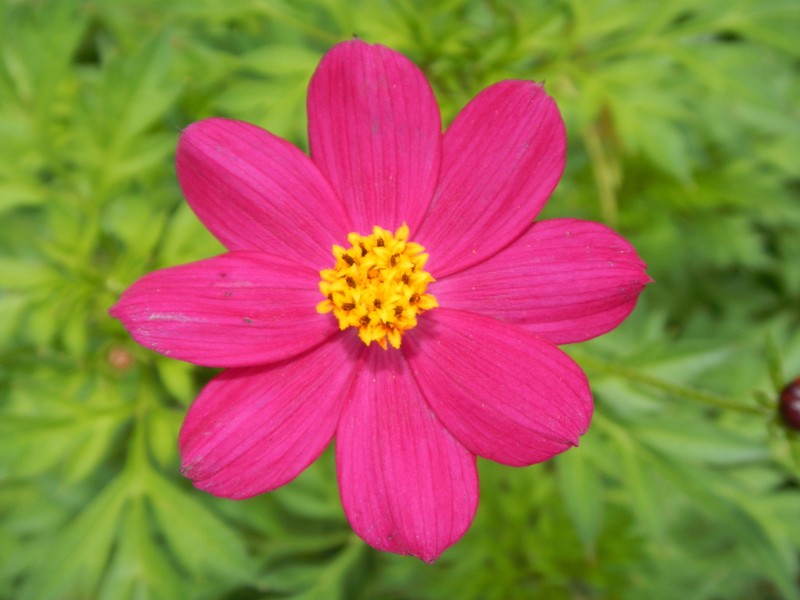 Wild Cosmos photo 2