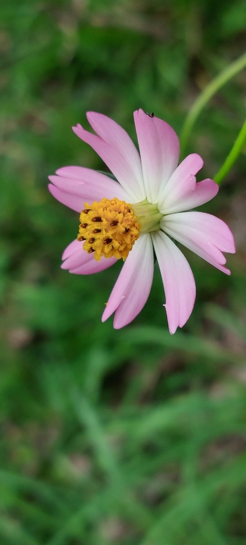 Wild Cosmos photo 3