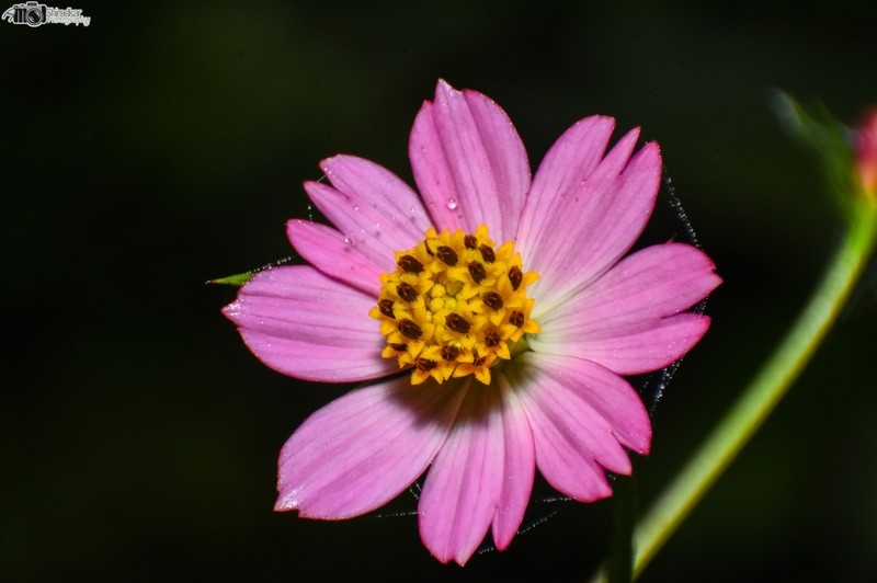 Wild Cosmos photo 4