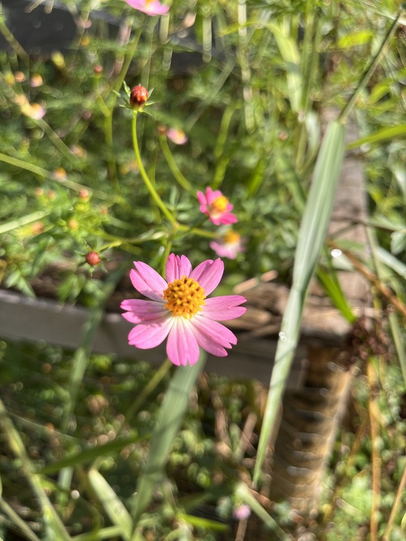 Wild Cosmos photo 6