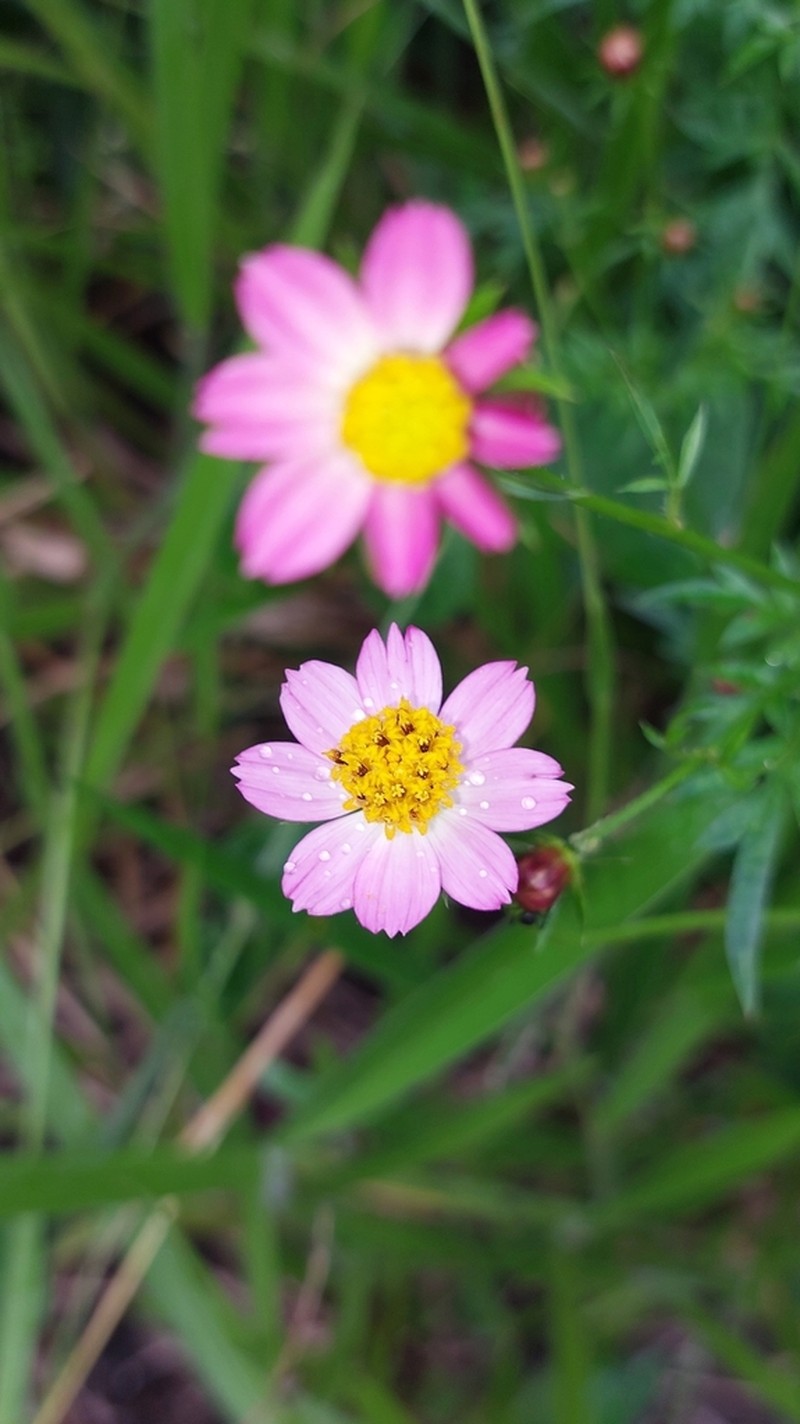 Wild Cosmos photo 7
