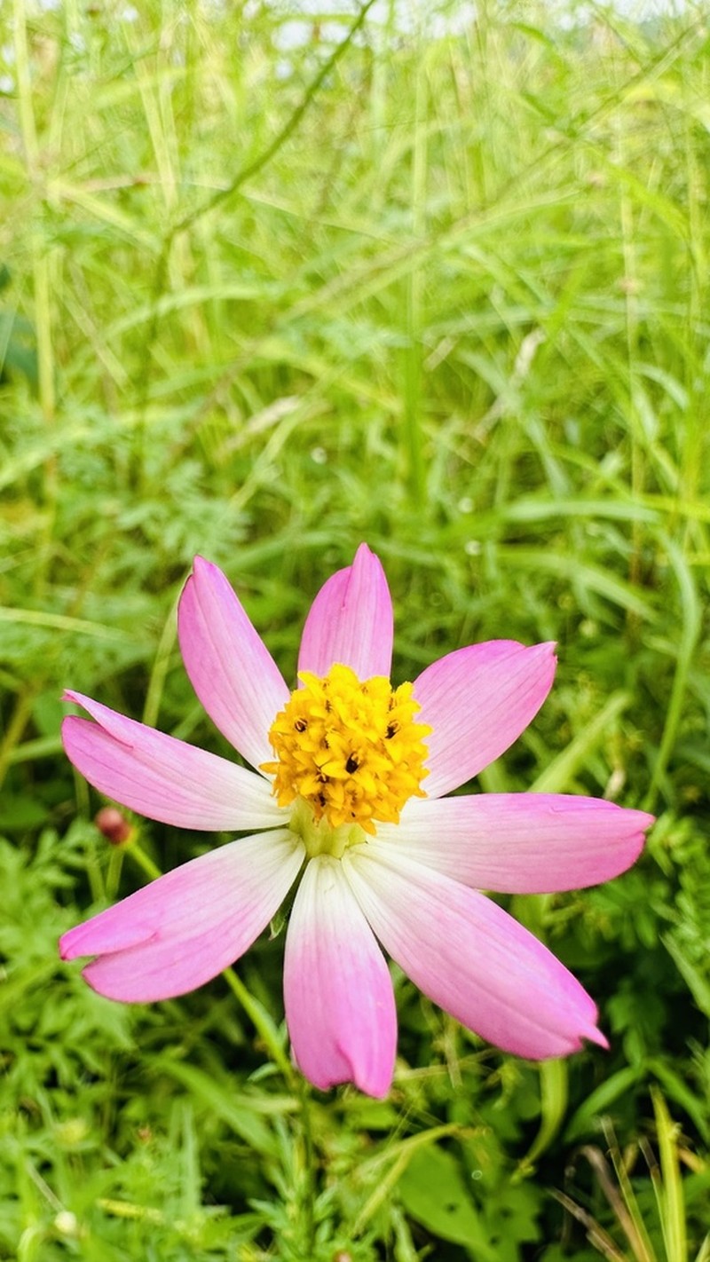 Wild Cosmos photo 8