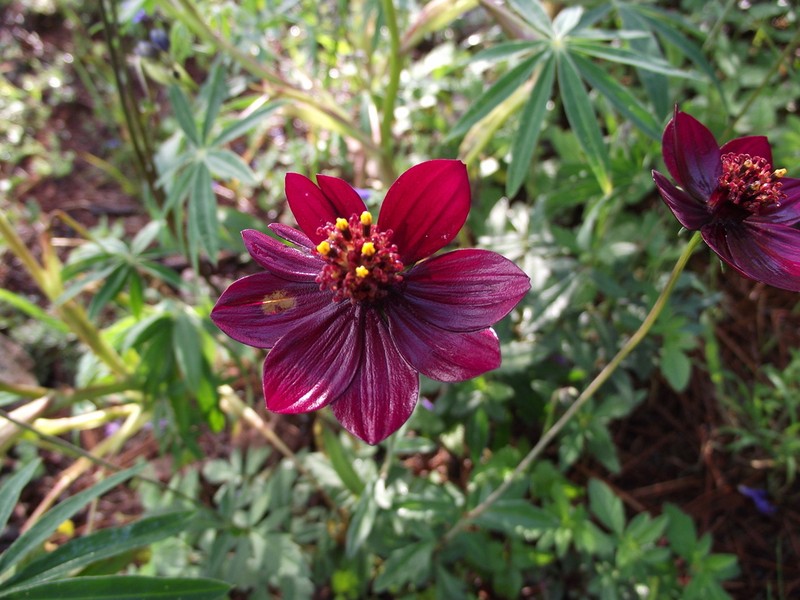 Cosmos concolor