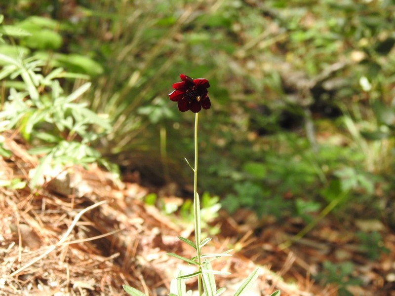 Cosmos concolor photo 2