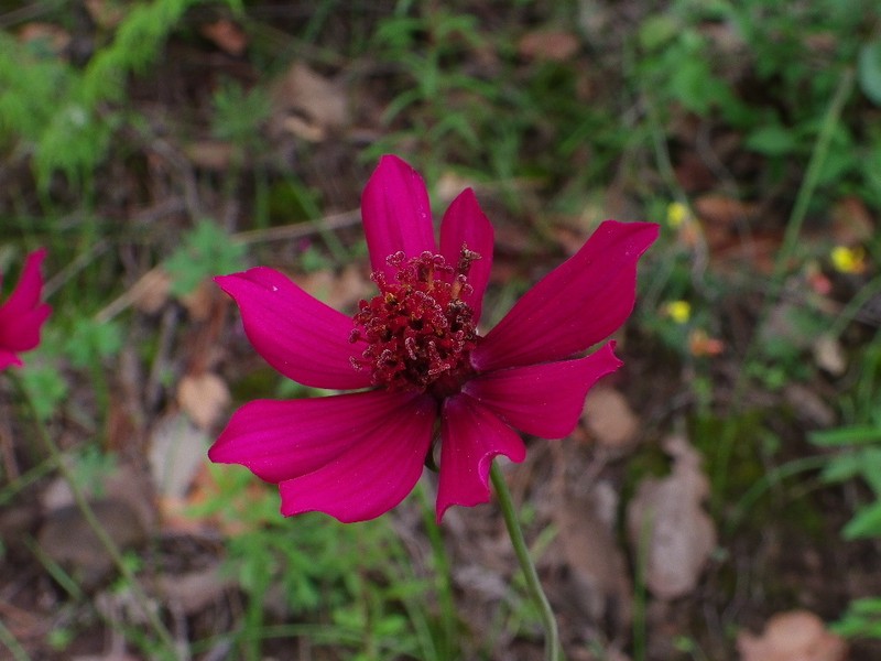 Cosmos concolor photo 3