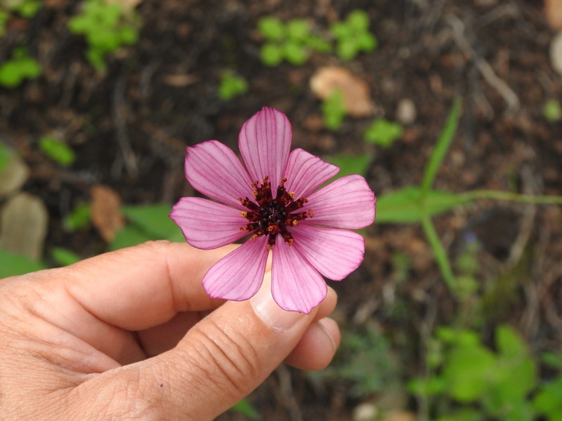 Cosmos concolor photo 4