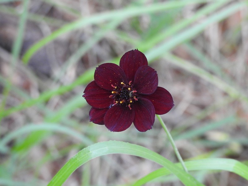 Cosmos concolor photo 5