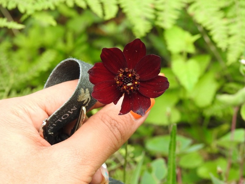 Cosmos concolor photo 6