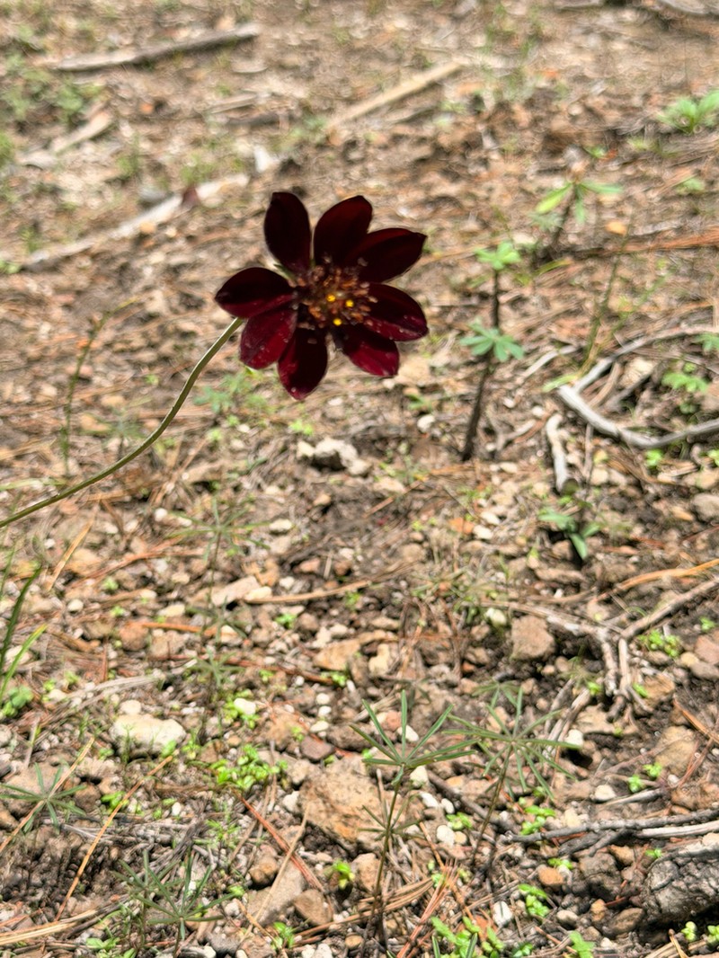 Cosmos concolor photo 7