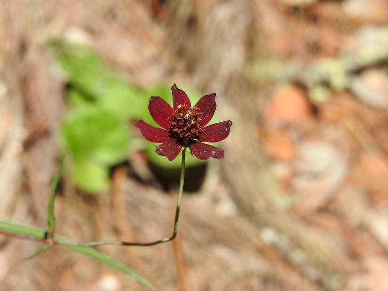 Cosmos concolor photo 8