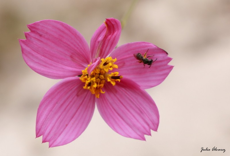 Cosmos crithmifolius photo 2