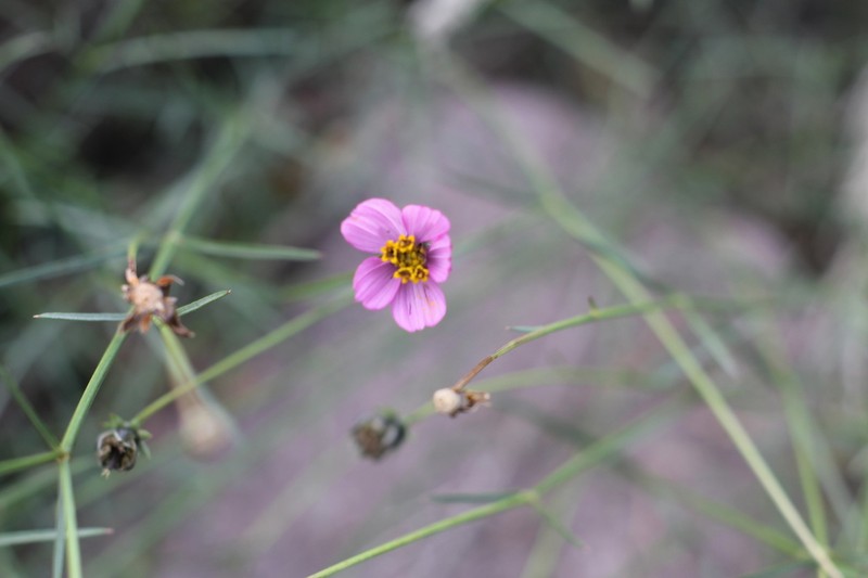 Cosmos crithmifolius photo 3