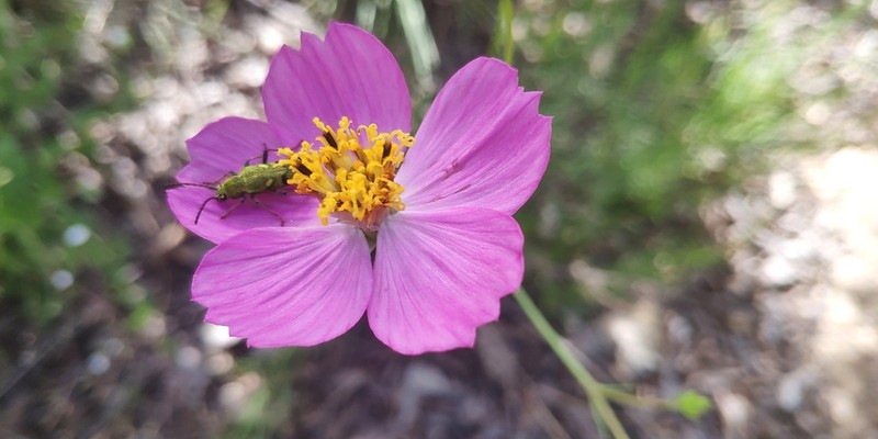 Cosmos crithmifolius photo 4