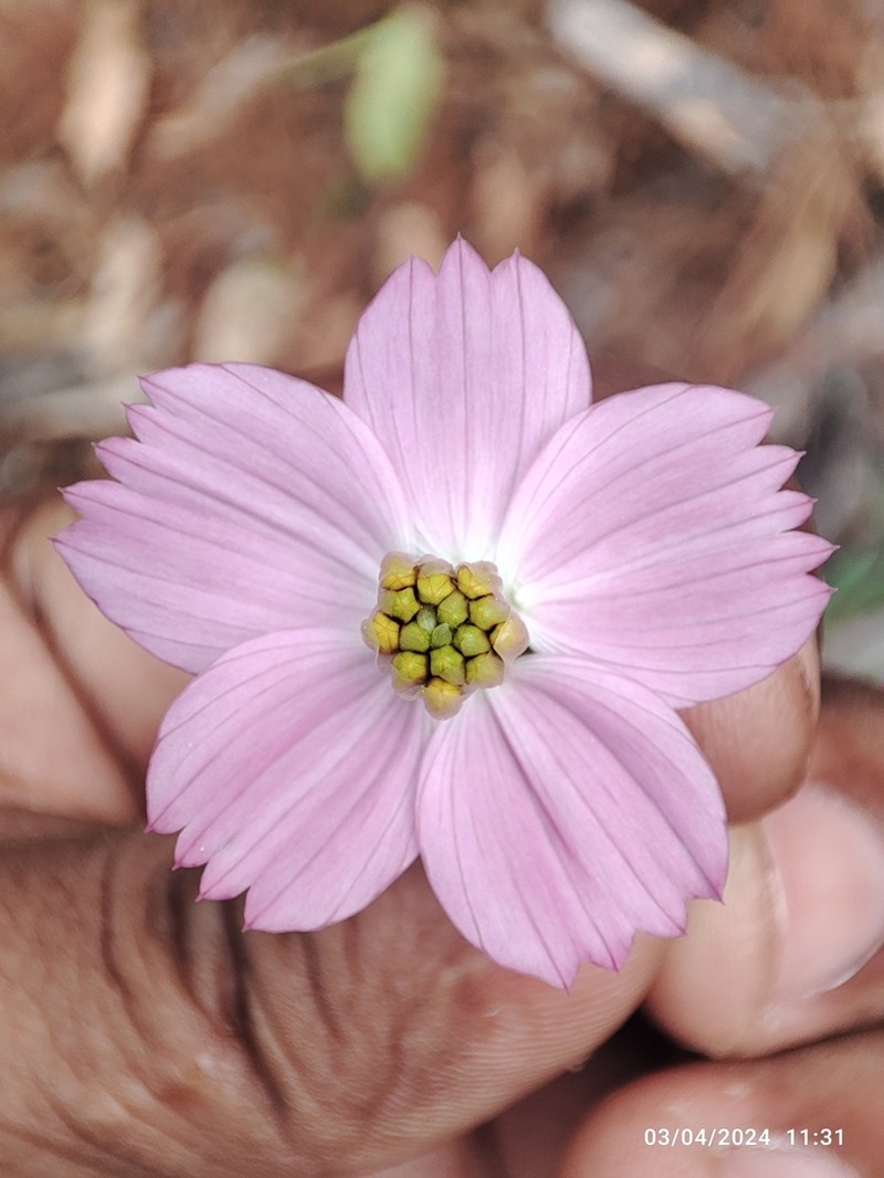 Cosmos crithmifolius photo 5