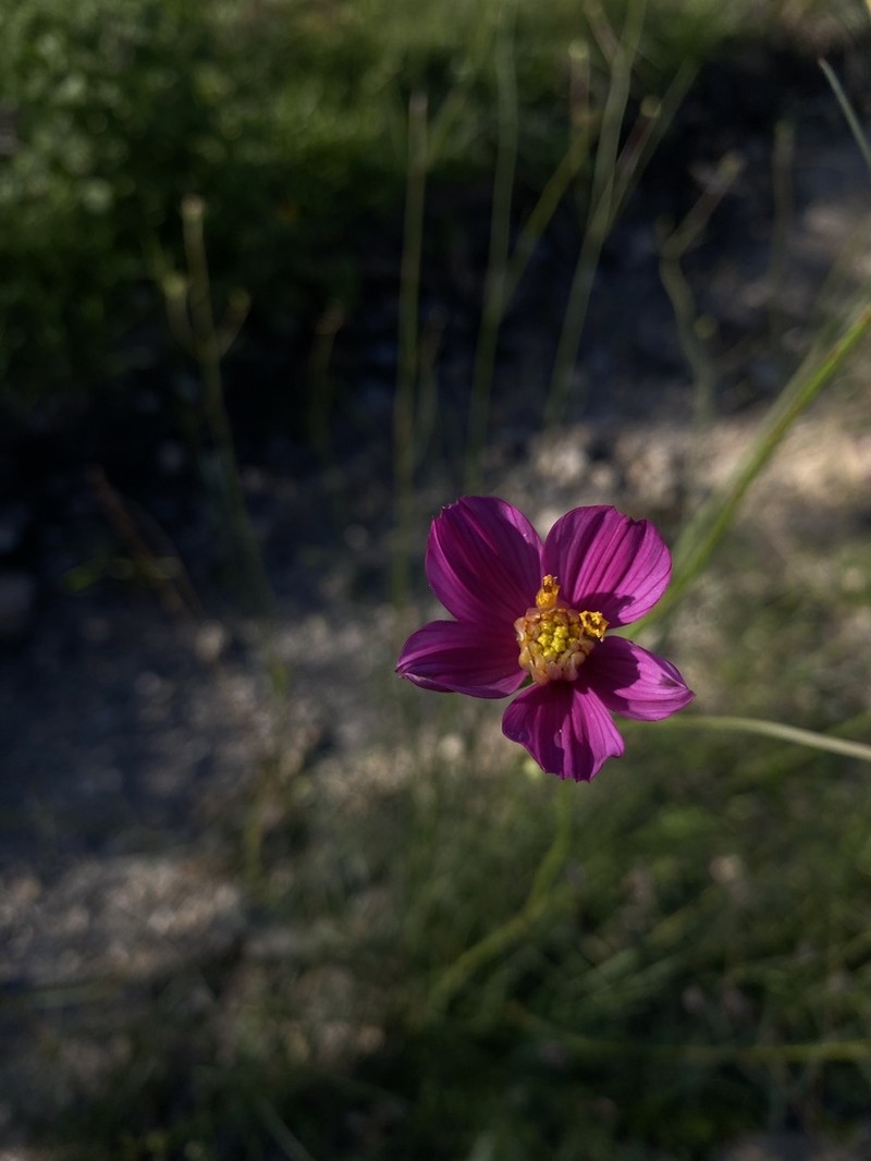 Cosmos crithmifolius photo 6