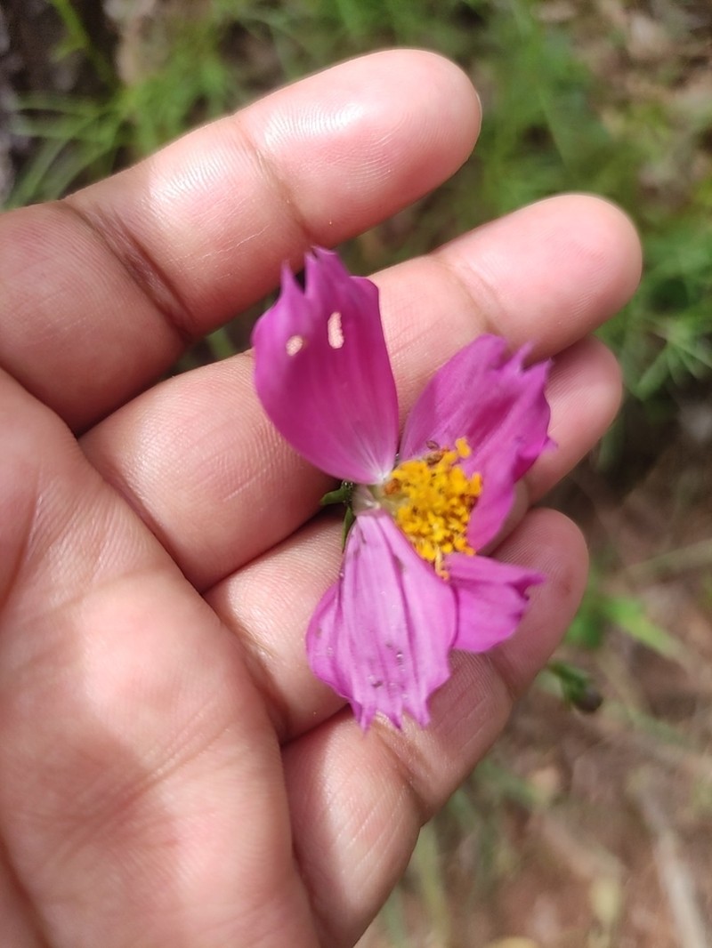 Cosmos crithmifolius photo 7