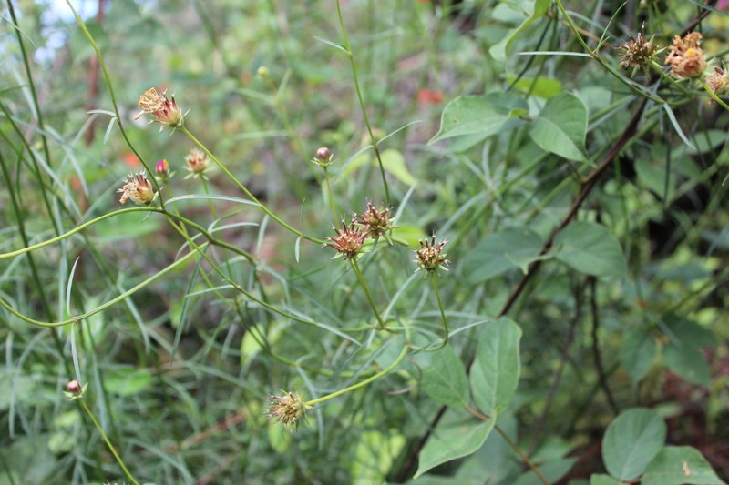Cosmos crithmifolius photo 8