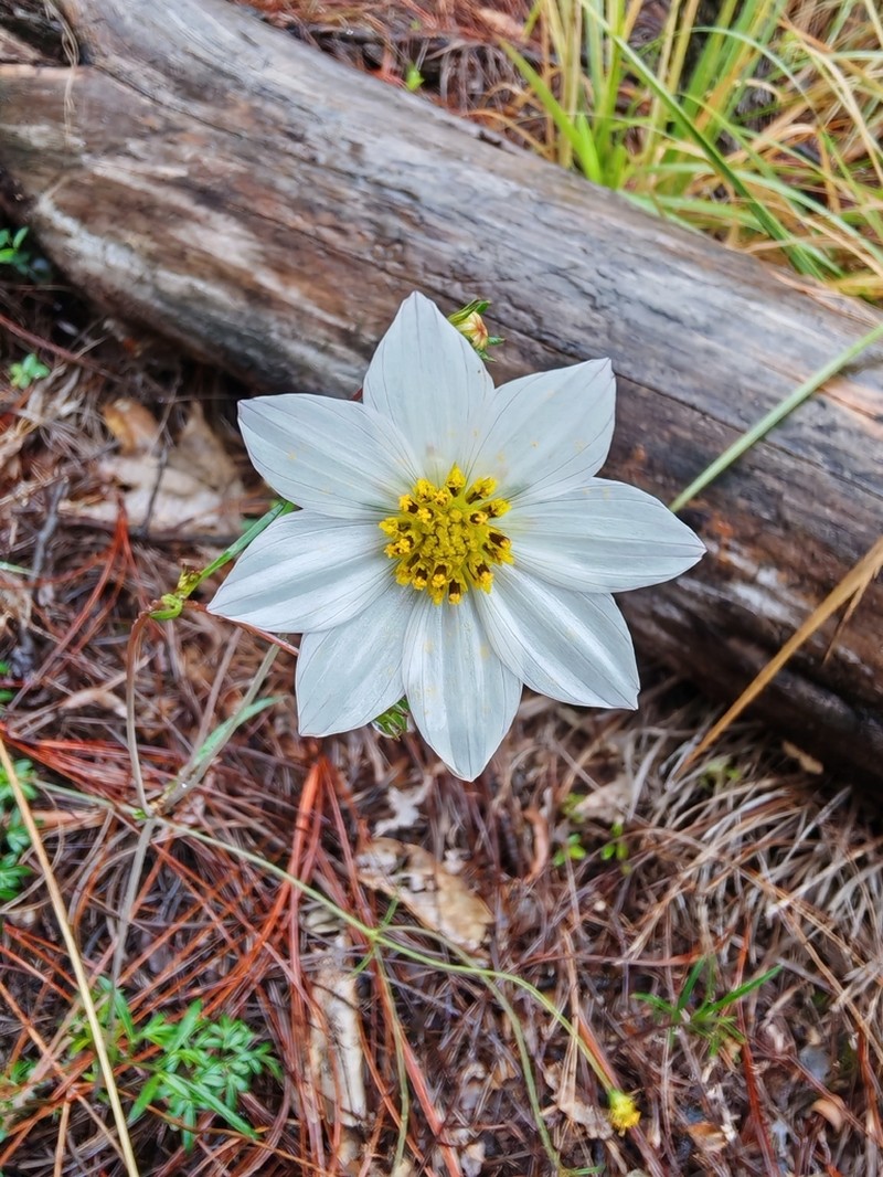 Cosmos deficiens
